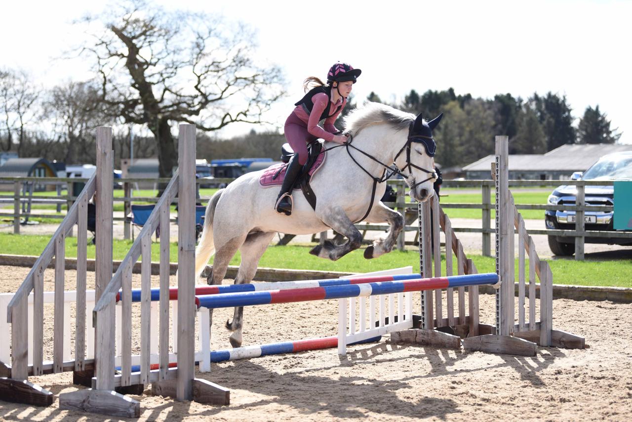 Horse with VETSHARPE premium equine veterinary products